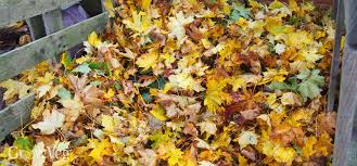 Autumn Leaves