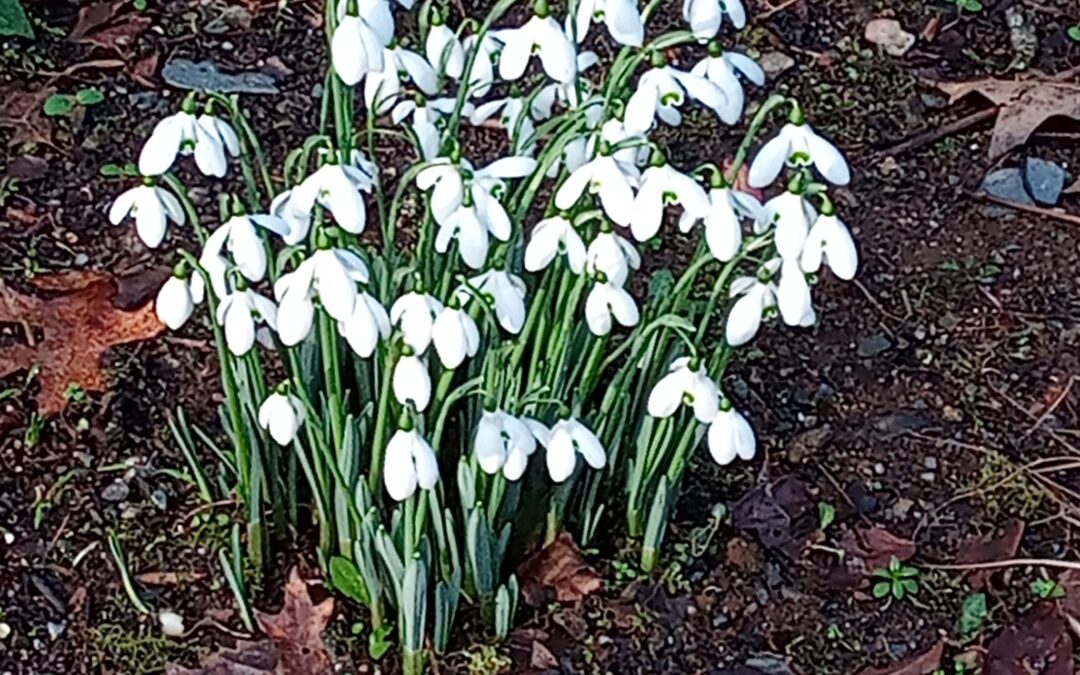 SNOWDROP PLANTING